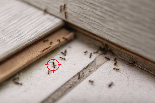 Best Pest Prevention Services  in Oak Park, IL