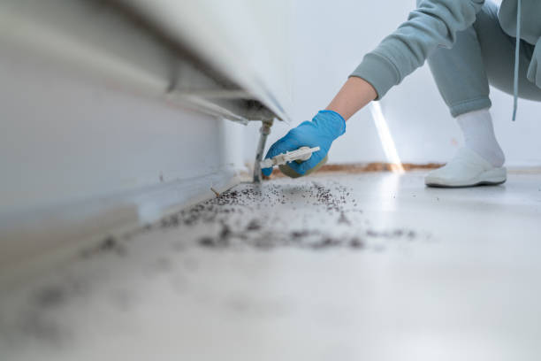 Best Wasp Removal Services  in Oak Park, IL